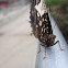 Jazzy Leafwing