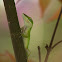 Green anole