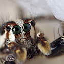 Male Plexippus Paykulli