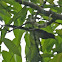 Long-tailed Sibia