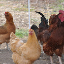 chickens