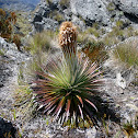 Planta