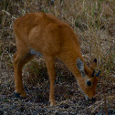 Southern reedbuck
