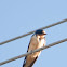 Barn Swallow