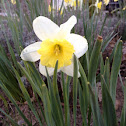 Daffodil