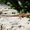 Brown anole