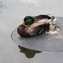 Mallard Duck