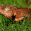 Oriental Garden Lizard