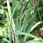 Iris not sure