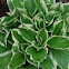 Hosta