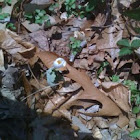 Bloodroot