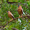 Brahminy Myna (Brahminy Starling)