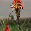 Malachite sunbird