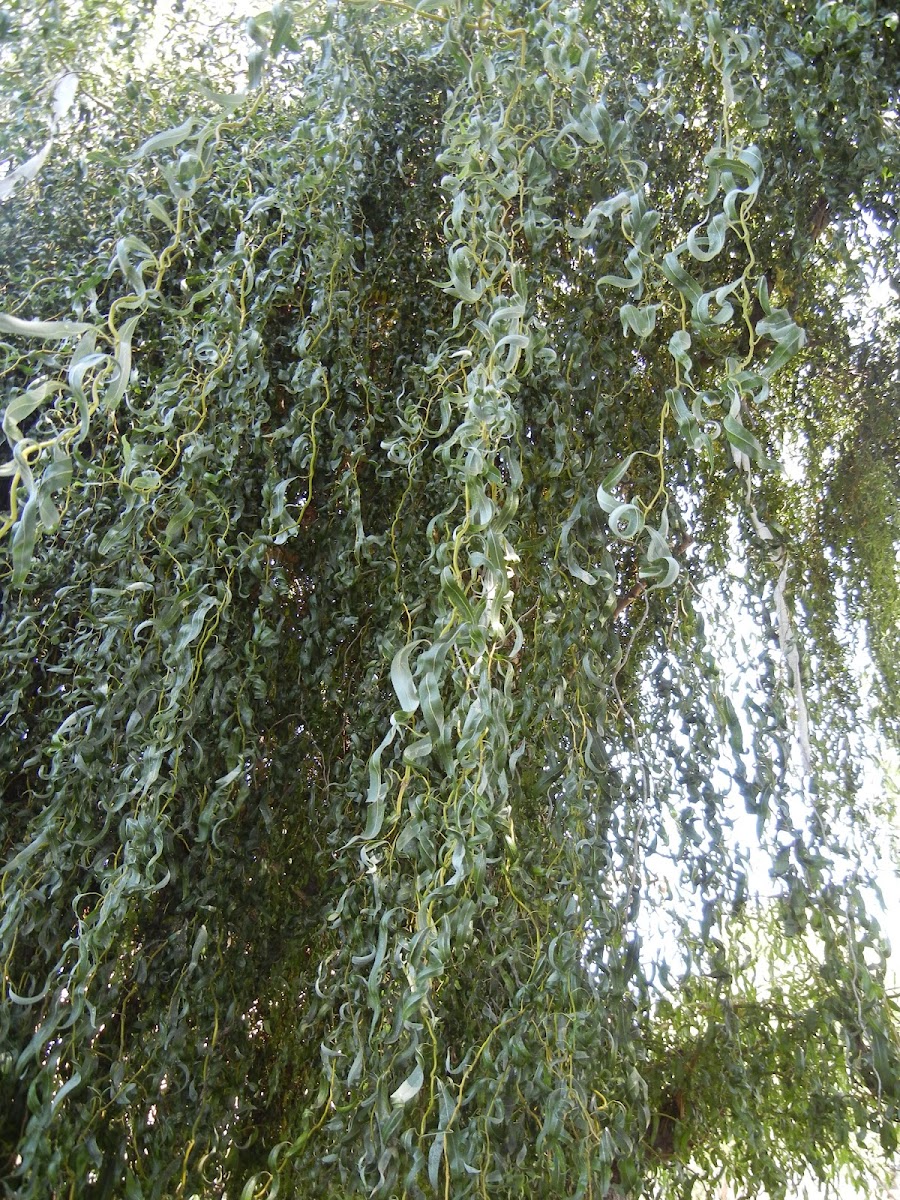 Corkscrew willow