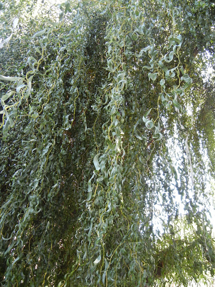 Spotting Image 1