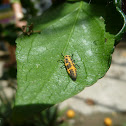 Larva de mariquita