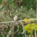 American Robin