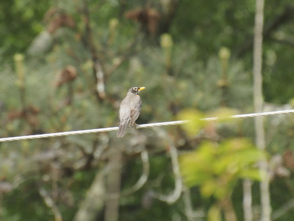 Spotting Image 1