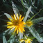 Yellow Goat's Beard