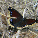Mourning Cloak