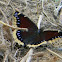 Mourning Cloak