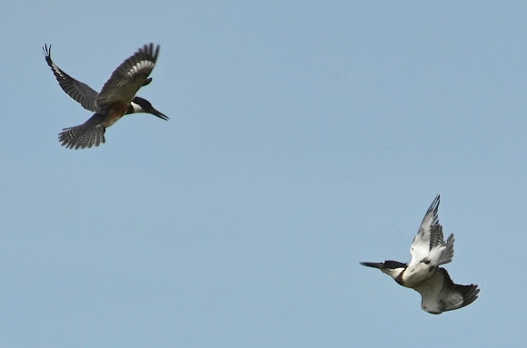 Spotting Image 1