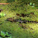 American Alligator