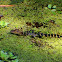 American Alligator