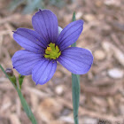 Stout Blue-eyed Grass