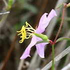 Pale meadowbeauty