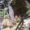Stapelia sp