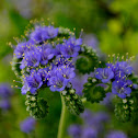 Blue Curls wildflower