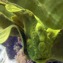 Giant frogfish