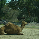 Dromedarius camel