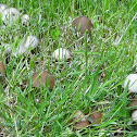 mushrooms