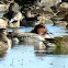 Common teal