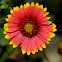 Indian Blanket or Firewheel