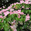 Pink dogwood