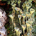 Cup lichen