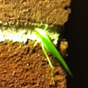 Grasshopper