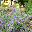 lavender