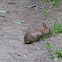 Eastern Cottontail