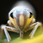 Leafhopper