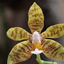 Phalaenopsis amboinensis