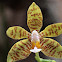 Phalaenopsis amboinensis