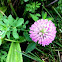 Clover