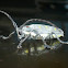 Long-horn beetle