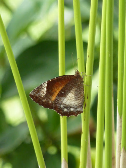 Spotting Image 1
