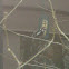 Downey Woodpecker