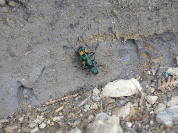 Spotting Image 1
